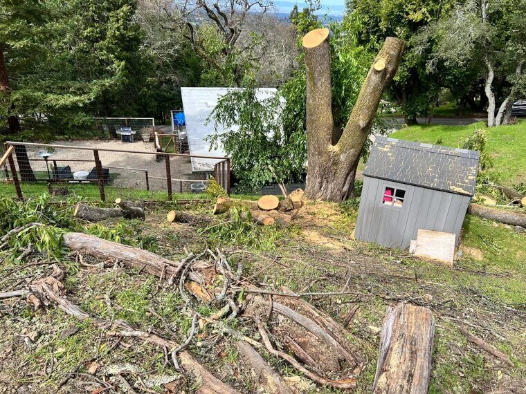 ​Removing Mature Trees for a Cleaner Look
