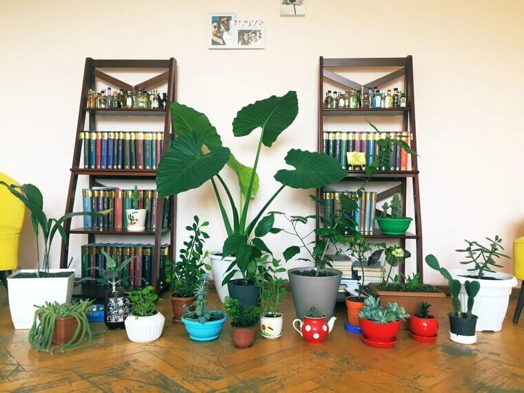Indoor Plants