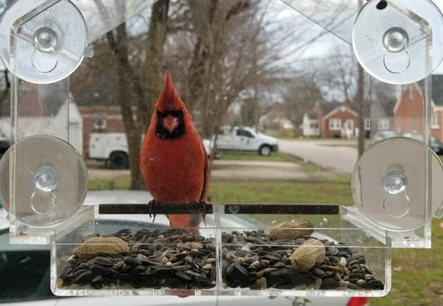 Window Bird Feeder