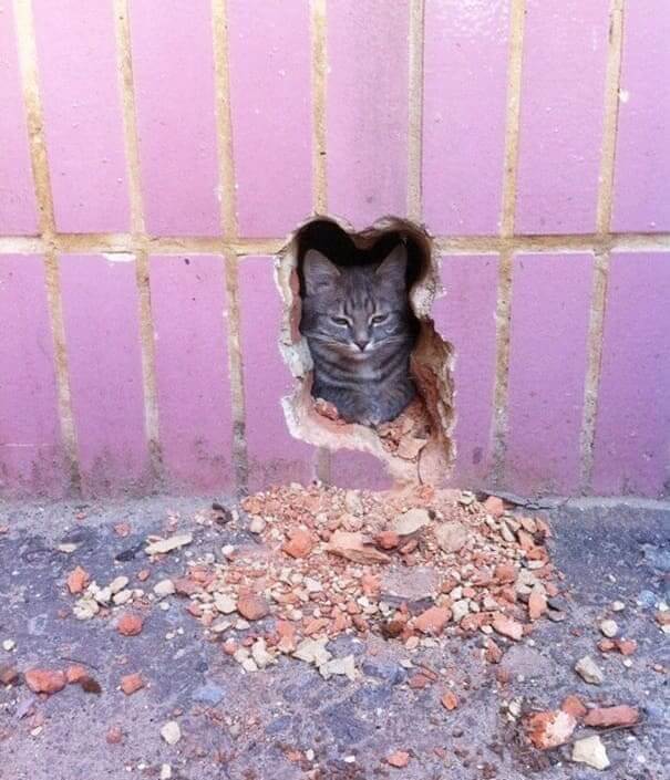 The Pawshank Redemption