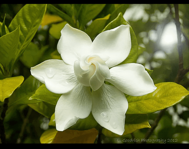 Satisfying Perfect Gardenia
