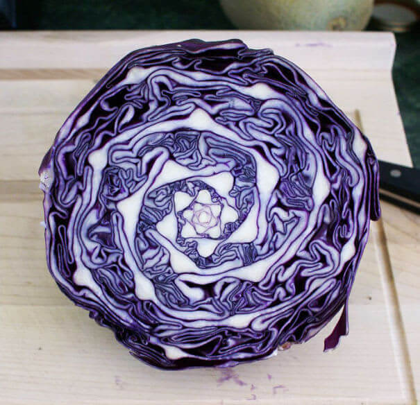 Mesmerizing Cabbage Geometry