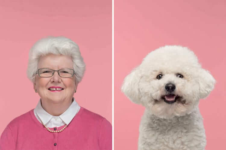 Jessica & Buddy, The Bishon Frise