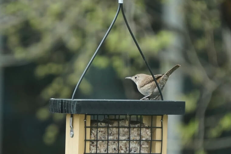 Aide les oiseaux en les nourrissant de coquilles d'œuf