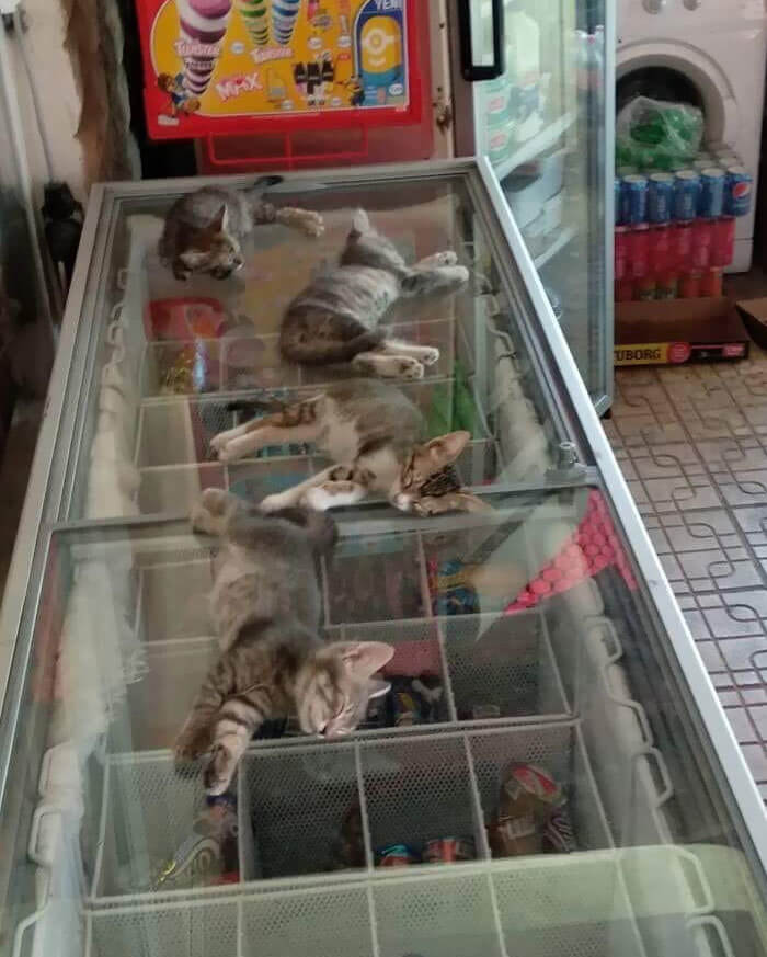 Störe die Katzen nicht
