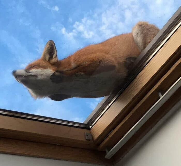 Foxy und Fluffy
