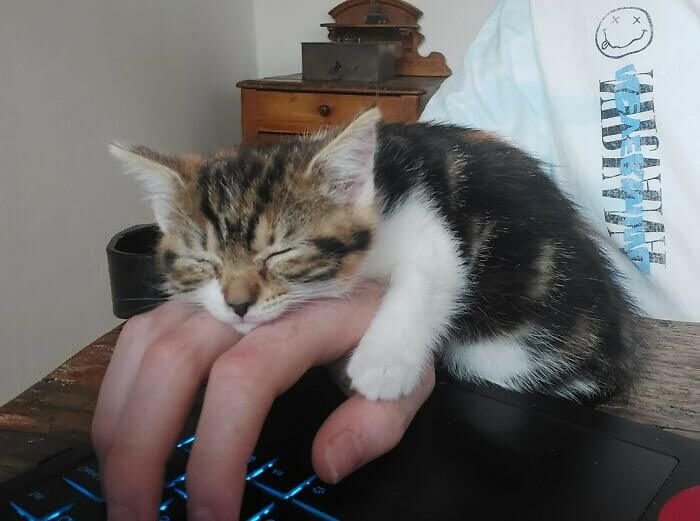 Katze und Maus
