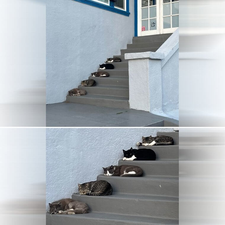 Gesucht: Vier weitere Katzen