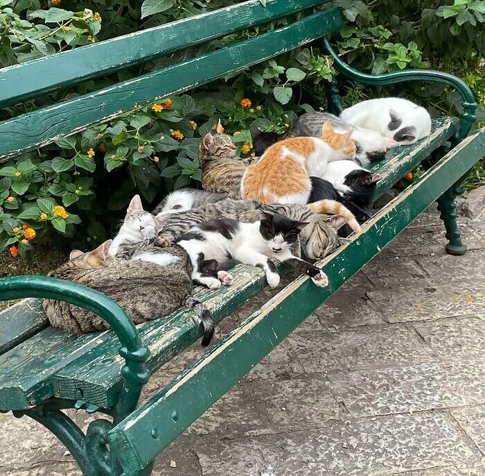 Ein Haufen Niedlichkeit