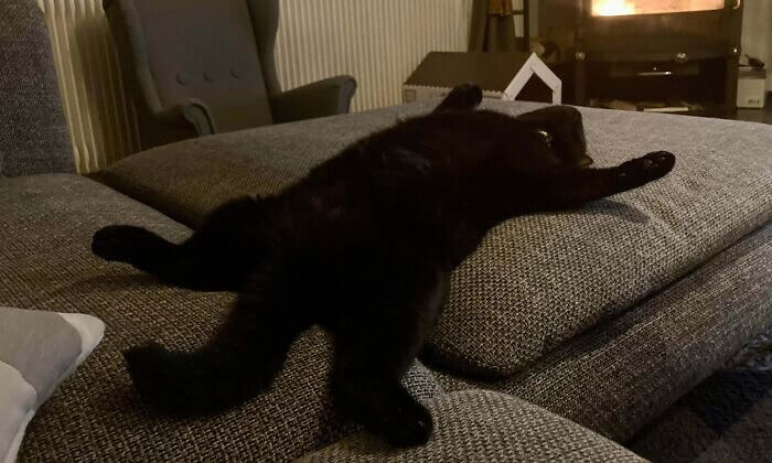 Eine glückliche, gesunde Katze