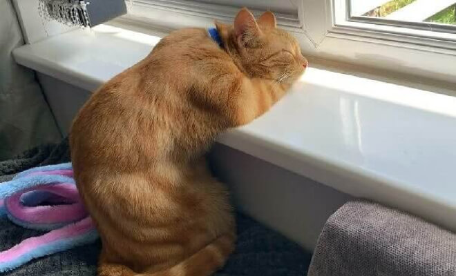 Adorable Sleeping Animals for an Instant Mood Boost