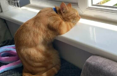 Questi Adorabili Animali Addormentati Vi Daranno Una Scarica Di Buon Umore