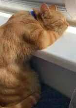 Adorable Sleeping Animals for an Instant Mood Boost