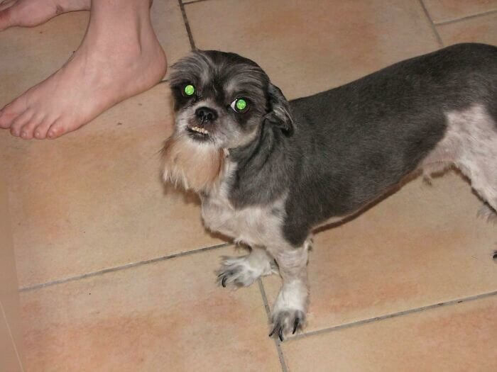 Ein Hund mit einem Ziegenbart ist immer noch ein Hund, keine Ziege