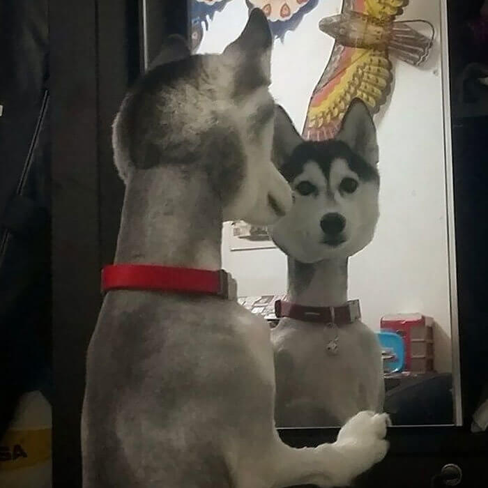 Dieser Husky hat vielleicht den längsten Hals der Welt