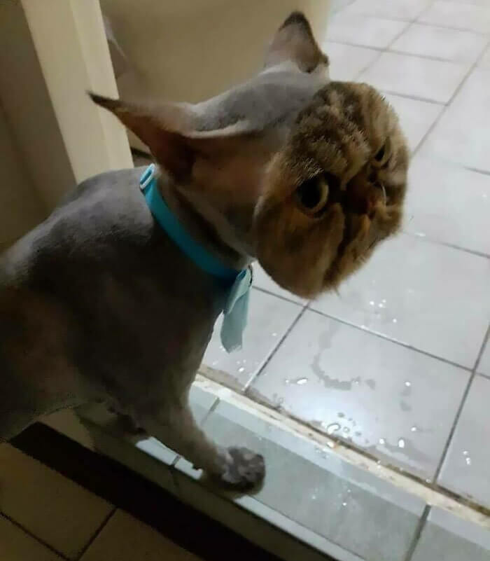 Eine Cartoon-Katze aus dem echten Leben