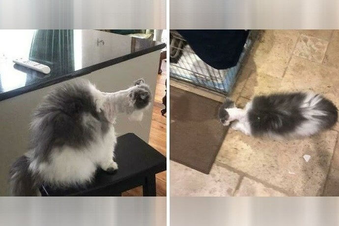 Wenn du nur halbwegs fertig bist, aber die Katze sich weigert, zu bleiben