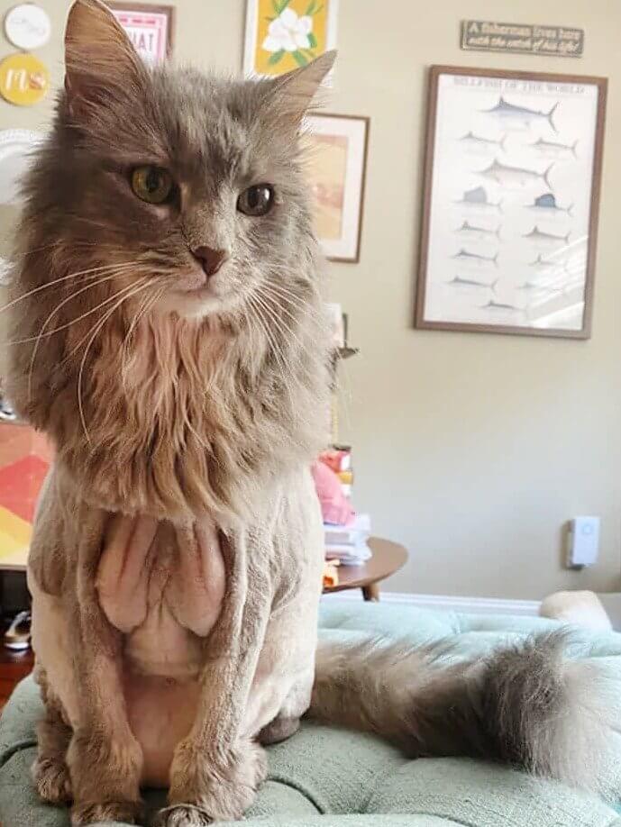 Der Groomer enthüllte eine Seite der Katze, die seine Menschen noch nie gesehen hatten
