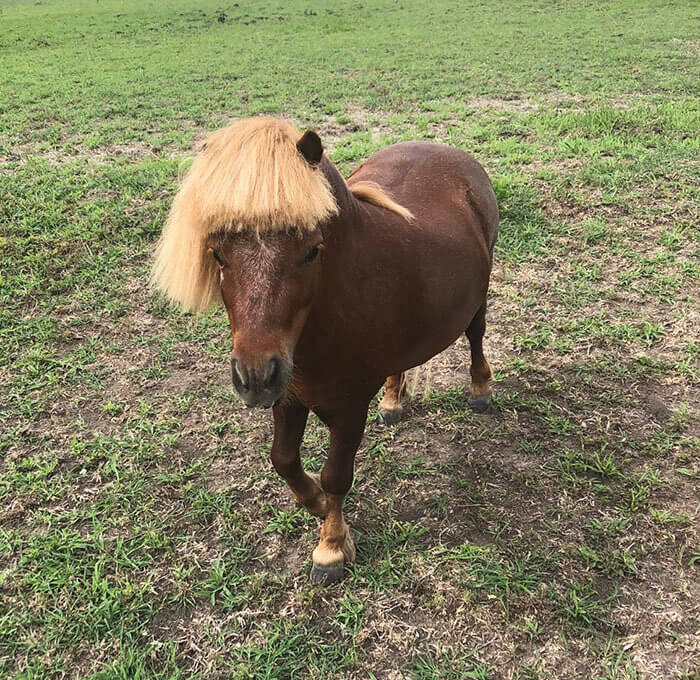 Dieses Pferd hat offensichtlich gerade eine Trennung hinter sich (daher das Pony)