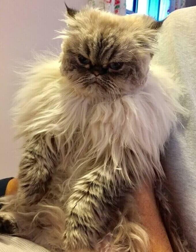 König Richard der Dritte, wenn er eine Katze wäre