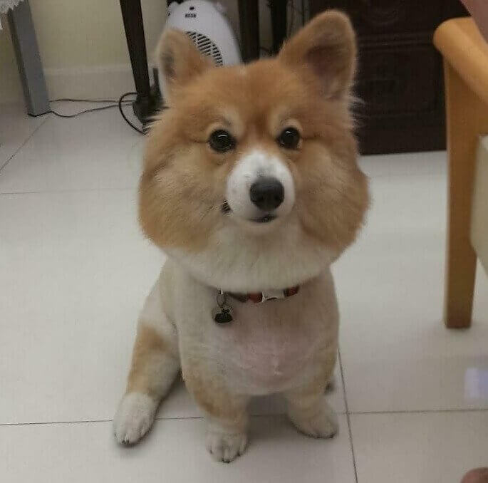 Corgi – Wackelkopf-Edition