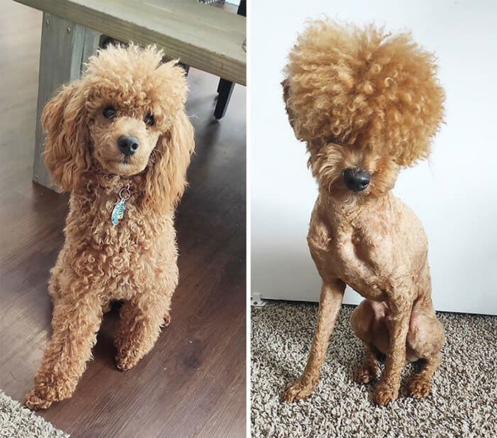 Der Pudel mit dem rockigen Afro