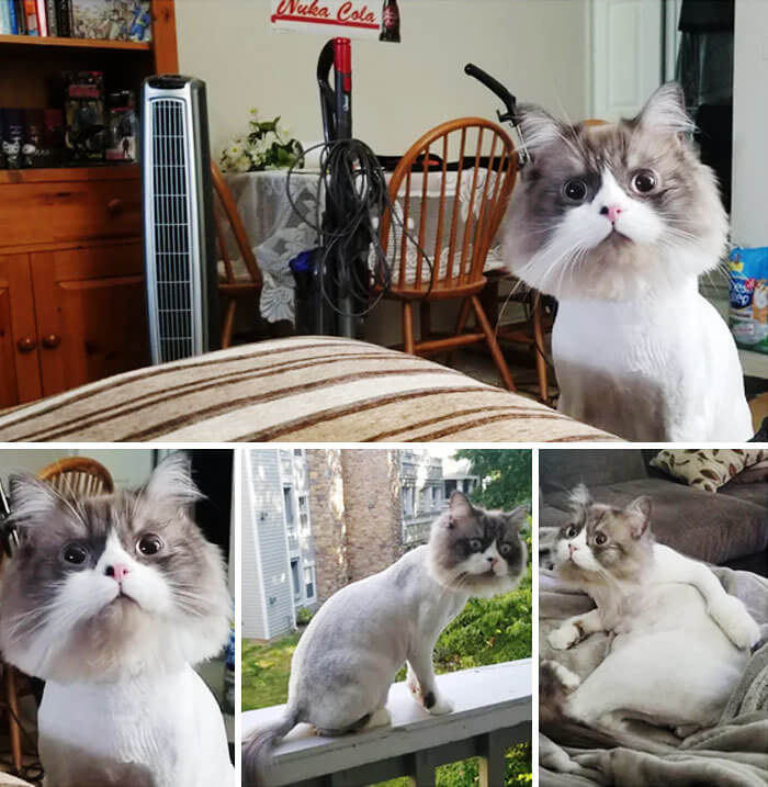 Wenn sich die Posen nicht geändert hätten, würden wir nie glauben, dass dies eine echte Katze und kein Pappausschnitt ist