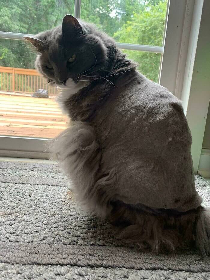 Der bucklige Rücken von Notre Cat