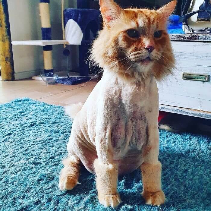 Die verrückte rasierte Katze