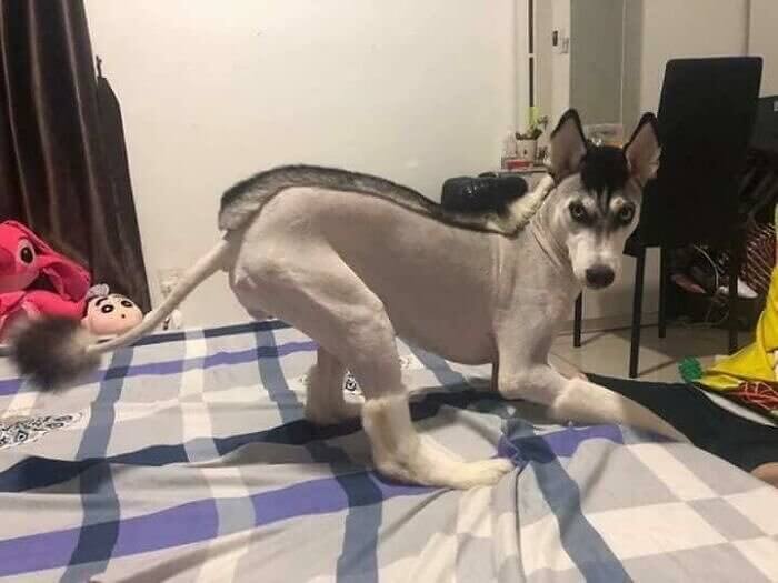 Wenn der Hundefrisör deinen Hund wie einen Hund-Zebra-Esel-Hybrid aussehen lässt