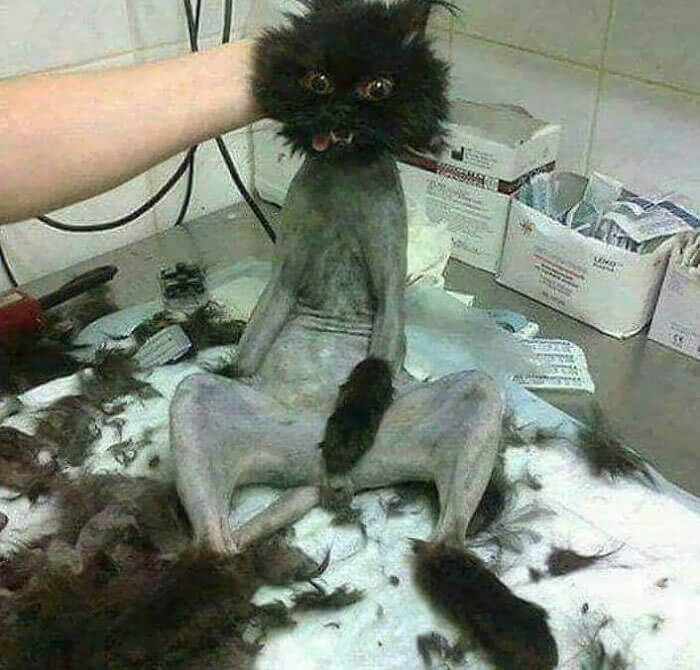 Wenn du noch nie eine besessene Katze gesehen hast, hast du es jetzt