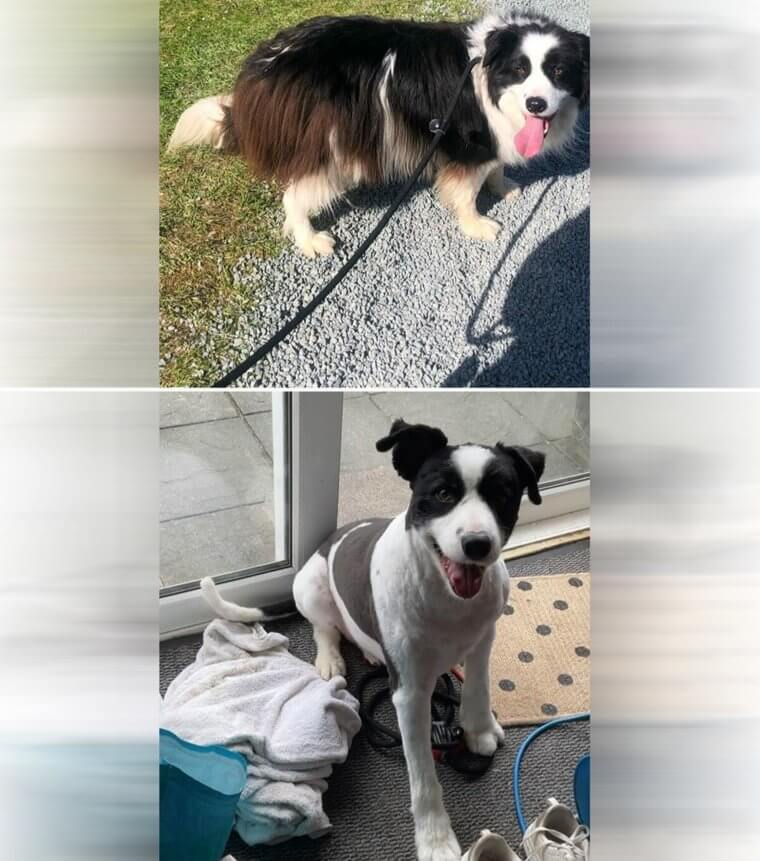 Das ist ein ganz anderer Hund