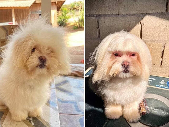 Wenn Edna von den Unglaublichen ein Hund wäre