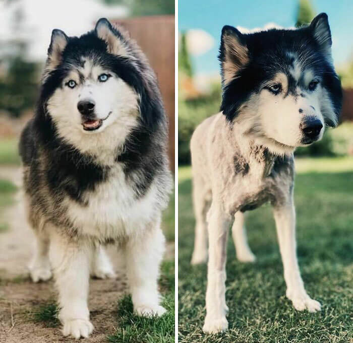 Dieser Husky ist auf einem Foto fünf Jahre alt geworden