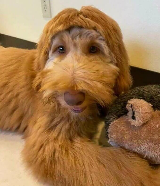 Eilmeldung: Do-it-yourself-Haarschnitte für Hunde können genauso schief gehen wie Do-it-yourself-Haarschnitte für Menschen