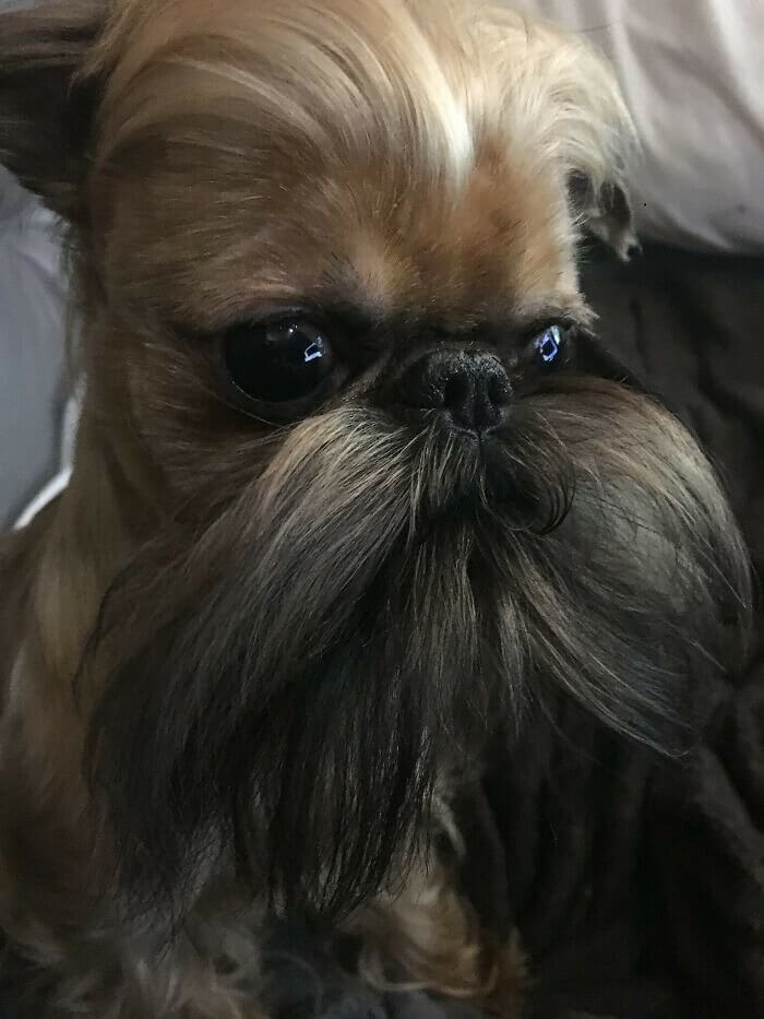 Triff Eliezer, den Hipster-Hund aus Brooklyn
