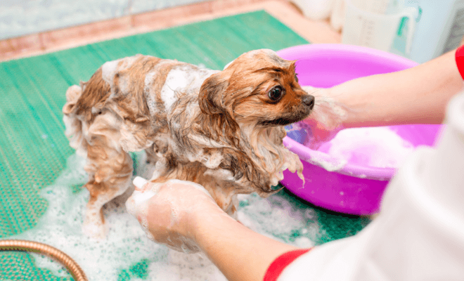 Pais de animais de estimação que mal conseguem reconhecer seus peludos depois de uma ida ao salão de beleza