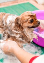 Родители домашних животных, которые с трудом узнали своих пушистиков после похода к грумерам