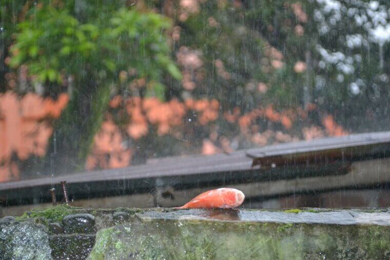 Tornadoes Have Been Known to Rain Fish