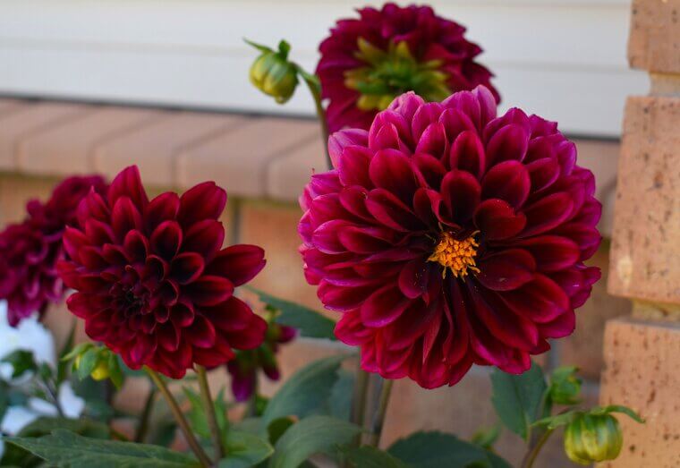 The Show-Stoppers of the Late Summer Border: Dahlias