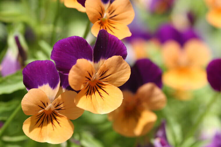The "Face" of the Early Spring Garden: Pansies