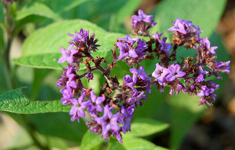 The "Cherry Pie" Plant of the 1880s: Heliotrope