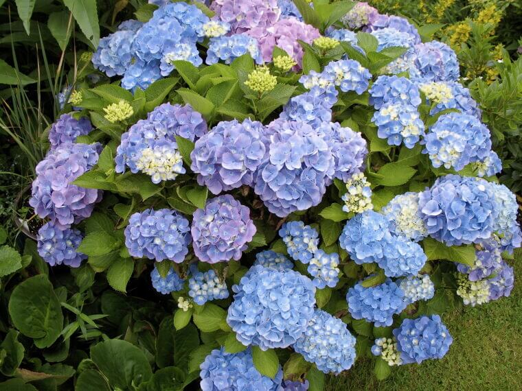 The Changing Colors of the Family Yard: Hydrangeas