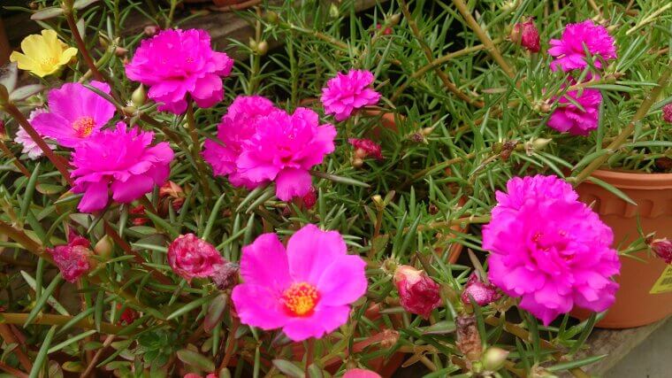 The Tough Little "Jewel" of the Hot Walkway: Moss Rose