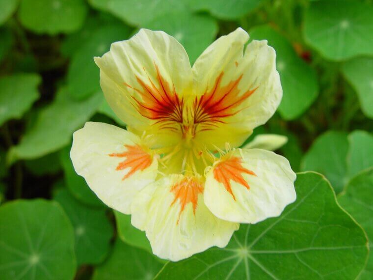 The Edible Heirloom With a Peppery Kick: Nasturtiums