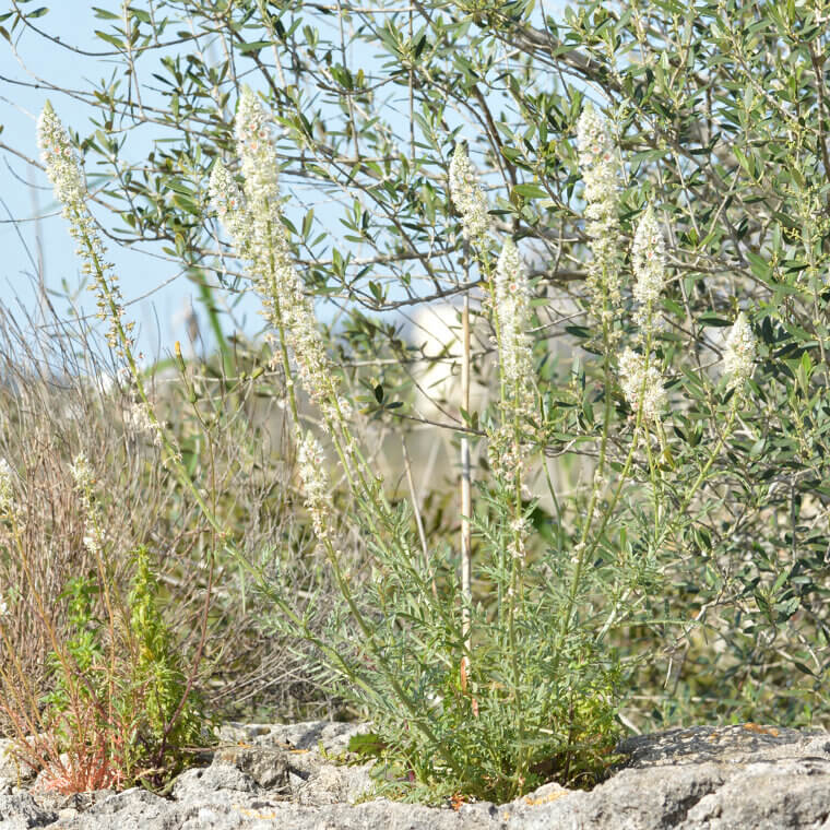 The "Little Darling" of the Fragrance Garden: Mignonette