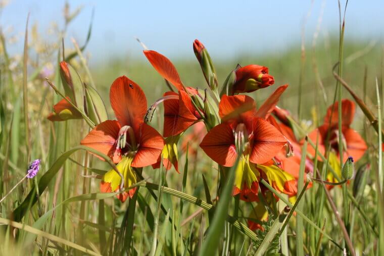 The "Sword Lily" of Mid-Century Bouquets: Gladiolus