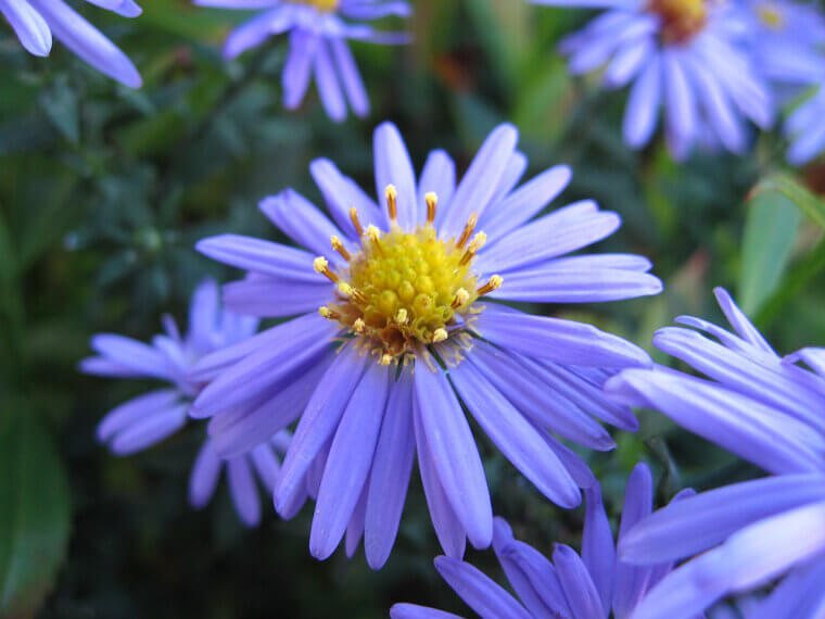 The "Star" of the Autumn Garden: Asters