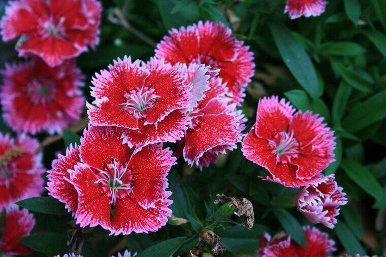 The Fragrant Carpet of the Summer Border: Sweet William