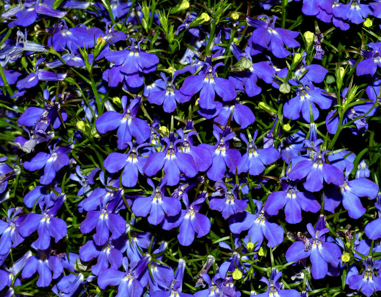 The Intense Blue of the Window Box: Lobelia